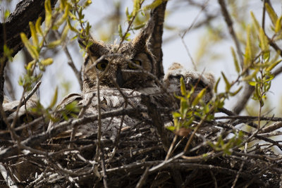 Great Horned Owls