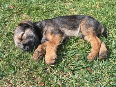 Puppy Sleeping in the Sun