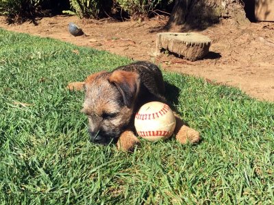 Puppy Resting With Ball