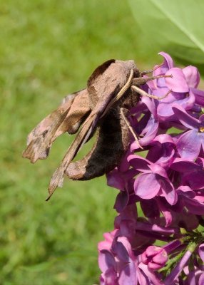 2013-05-31_4054.jpg