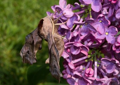 2013-05-31_4069.jpg