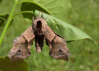 2013-05-31_4090.jpg