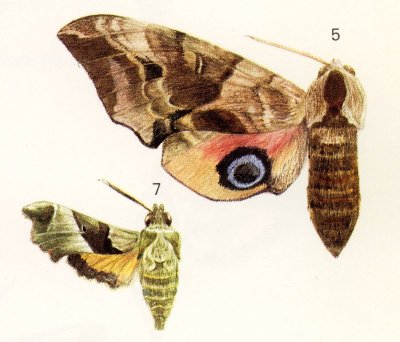 A Eyed Hawk Moth - Smerinthus ocellata