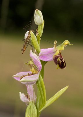 2013-07-03_4788.jpg