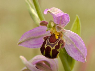 Bee Orchids