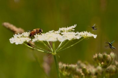 2014-06-25_8050.jpg