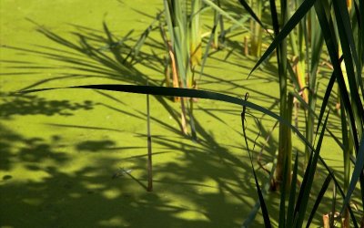 Ufton Fields Nature Reserve, Warwickshire