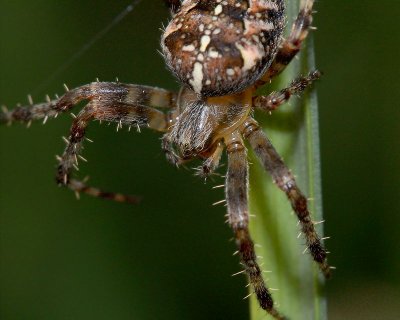 Garden Spiders