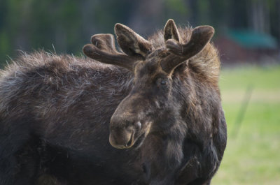 20121106-big-horns-6-7-13-202.jpg