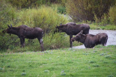 20121109-moose-6-10-2013-605.jpg