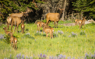 20121202-big-horn-elk-7-3-13-17.jpg