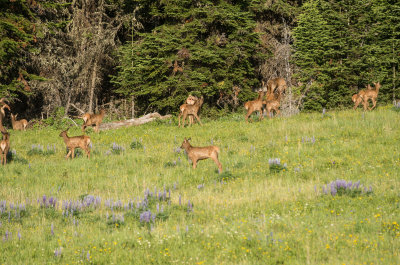 20121202-big-horn-elk-7-3-13-6.jpg