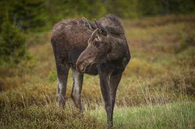20121109-moose-6-10-2013-446.jpg