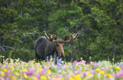 20121210-moose-big-horns-7-11-13-292.jpg