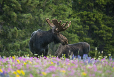 20121210-moose-big-horns-7-11-13-319.jpg
