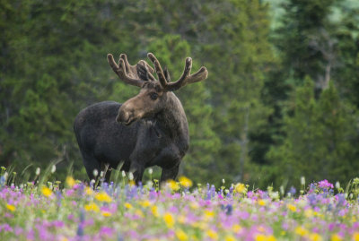 20121210-moose-big-horns-7-11-13-472.jpg