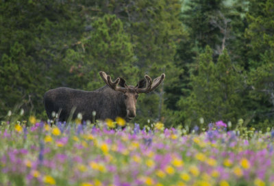 20121210-moose-big-horns-7-11-13-526.jpg