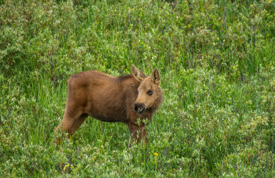 20121210-moose-big-horns-7-11-13-550.jpg