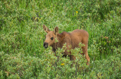 20121210-moose-big-horns-7-11-13-635.jpg