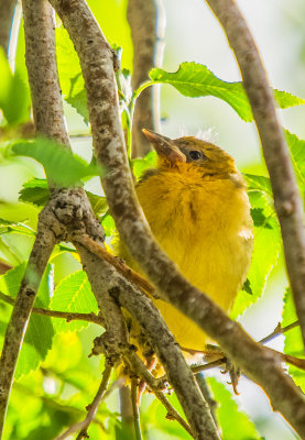 20121123-20121123-birds-6-24-13-108.jpg