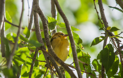 20121123-20121123-birds-6-24-13-135.jpg