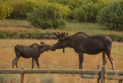 20130120-moose-full-moon-8-21-13-400.jpg