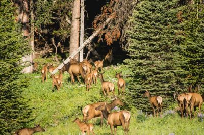 20121202-big-horn-elk-7-3-13-51.jpg