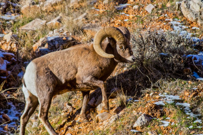 20120101-20120101-Big-Horn-Sheep-Shell-11-26-13-399.jpg