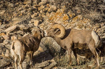 20120101-Big-Horn-Sheep-Shell-11-26-13-11.jpg