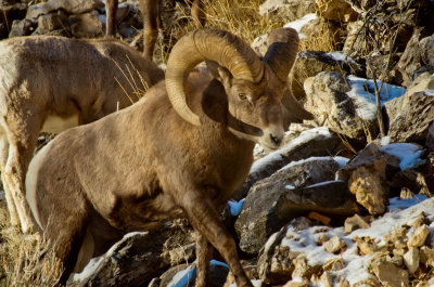 20120101-Big-Horn-Sheep-Shell-11-26-13-19.jpg