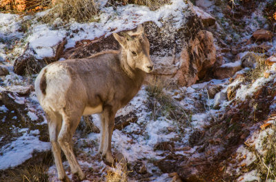 20120101-Big-Horn-Sheep-Shell-11-26-13-75.jpg