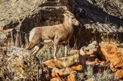 20120101-Big-Horn-Sheep-Shell-11-26-13-112.jpg