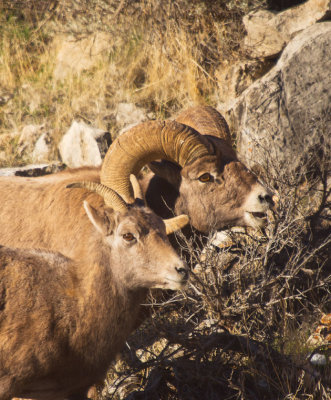 20120101-Big-Horn-Sheep-Shell-11-26-13-211.jpg