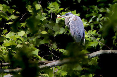 Heron up in TREE -s-6-8-13-.jpg