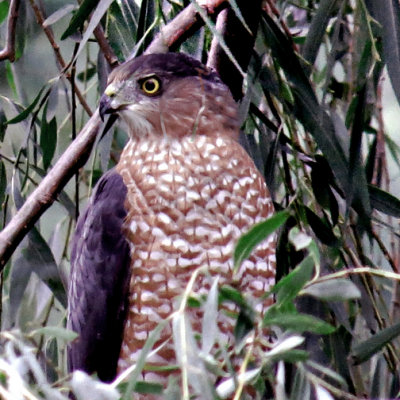 Hawk from Donna Mark-s-Sept 2014.jpg