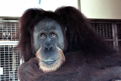 Orangutan_ Nicky-s- 9-29-2014 .jpg