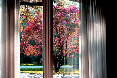Dogwood out the front window = copy.jpg