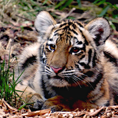 Tiger cub--Zoya 12-2014-s-.jpg