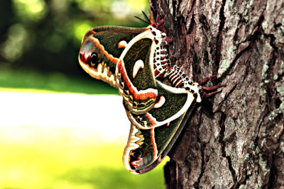  Butterflies & Flowers  (Click on pix to view.)