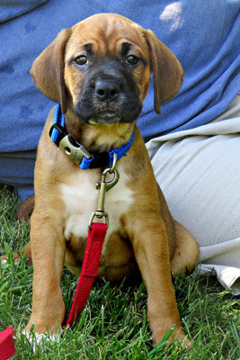 Rollo -Jung 8 weeks 6-16-s-.jpg