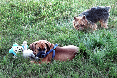 ROLLO meets CARTER--7-9-2016-s-.jpg