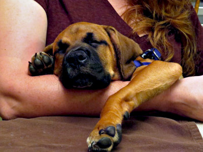 Rollo naps 8-3-2016 .jpg
