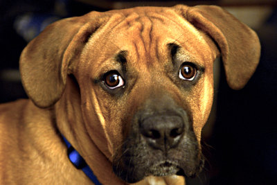 Rollo visits 4440 Cherry Lane-s-.jpg