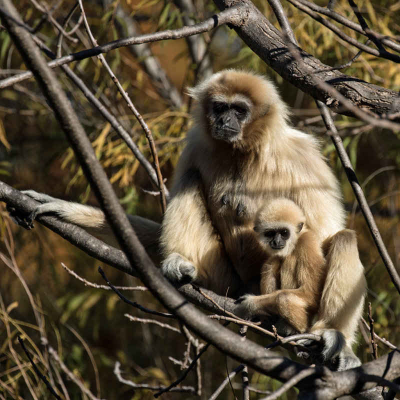 Gibbons (Dec)