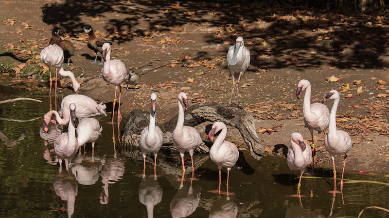 Flamingo Pond