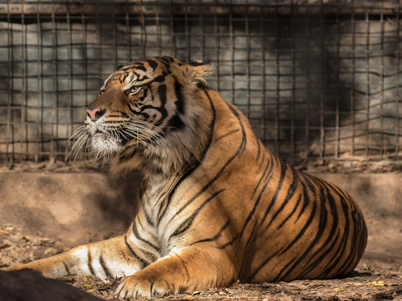 Sumatran Tiger (Dec)
