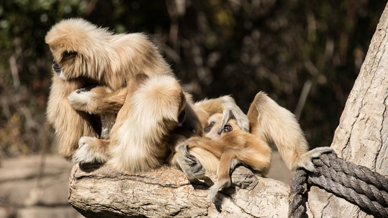 Gibbons (Dec)