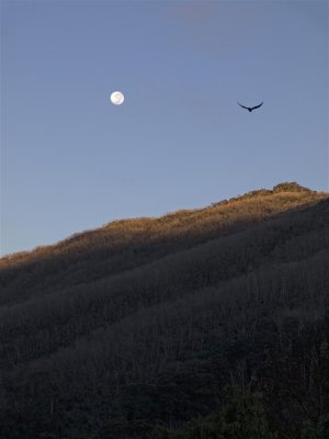 Sunrise with bird