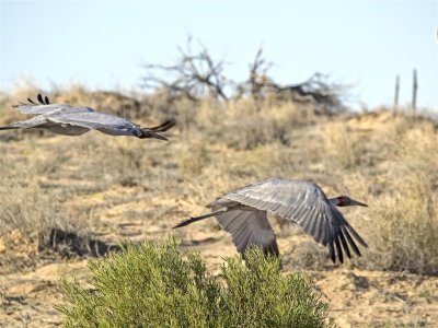 Brolga in flight