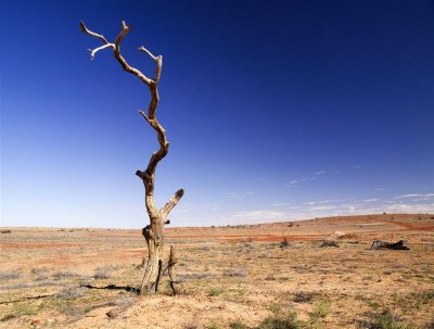 Lone tree